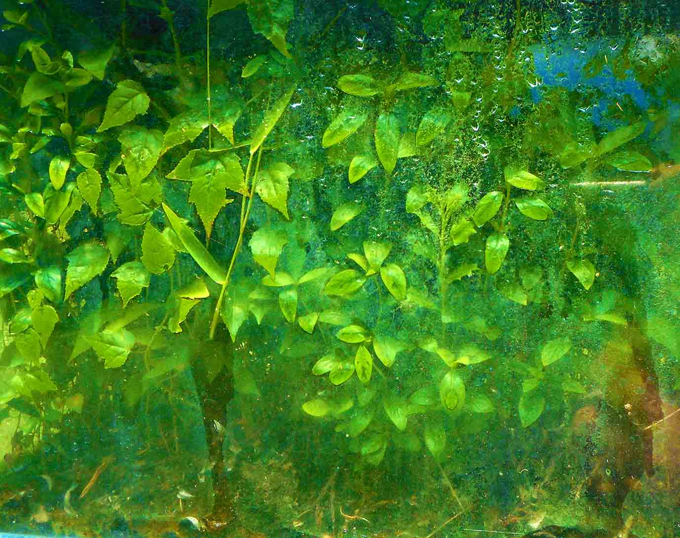 Austin Texas Living Walls